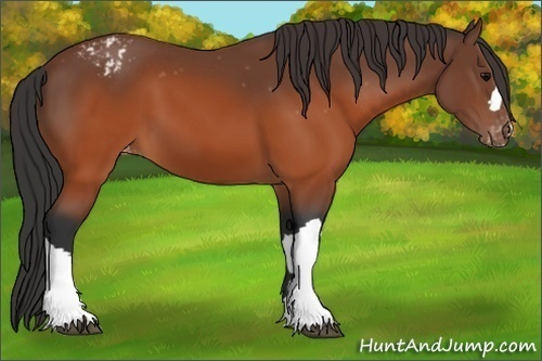 Horse Color: Brown Varnish 