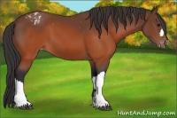 Horse Color:Brown Appaloosa 