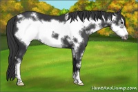 Horse Color:Black Sabino Frame 