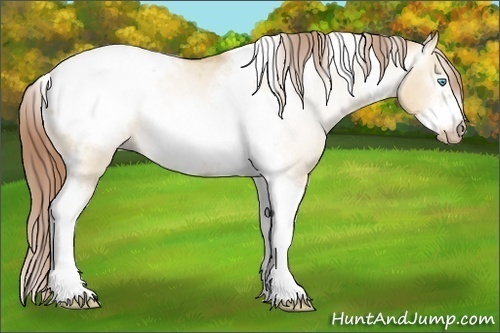 Horse Color:Gray Buckskin Pearl Dun Sabino Tobiano Frame Appaloosa Rabicano 