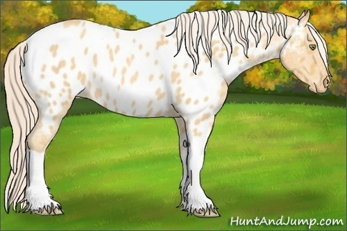 Horse Color:Gold Cream Champagne Roan Appaloosa Rabicano
