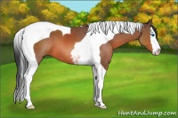 Horse Color:Bay Splash Tobiano
