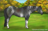 Horse Color:White Spotted Black Tobiano 