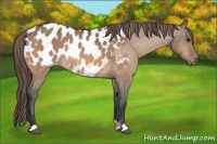 Horse Color:Bay Dun Appaloosa 