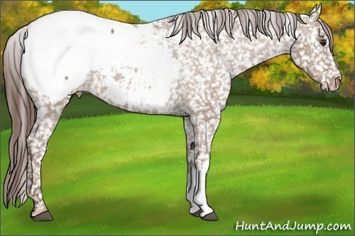 Horse Color: Liver Red Dun Snowcap 