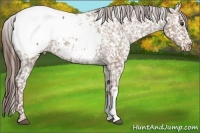 Horse Color:Liver Red Dun Appaloosa 