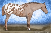 Horse Color:Chestnut Appaloosa 