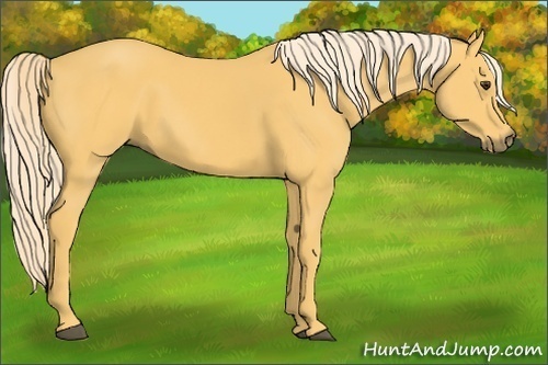 Horse Color: Palomino 