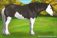 Horse Color:Liver Chestnut Splash 