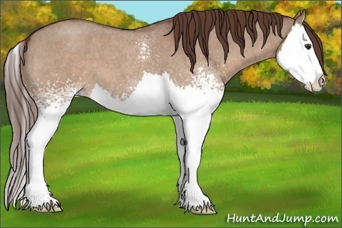 Horse Color: White Spotted Liver Red Dun Roan Splash 