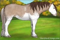 Horse Color:White Spotted Liver Red Dun Roan Splash 