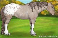 Horse Color:Liver Red Dun Appaloosa Rabicano 
