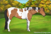 Horse Color:Bay Tobiano 