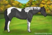 Horse Color:Black Tobiano 