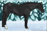 Horse Color:Gray Black 