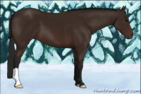 Horse Color:Gray Bay 