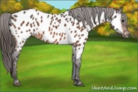Horse Color:Bay Splash Tobiano Appaloosa Brindle