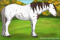 Horse Color:Liver Chestnut Splash Tobiano Near Leopard  Brindle