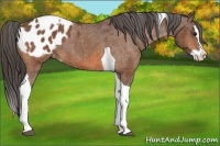 Horse Color:Bay Splash Tobiano Blanket  Brindle