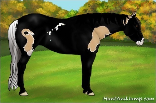 Horse Color: ERROR: UNKNOWN ANOMALY