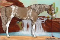 Horse Color:White Spotted Chocolate Palomino Blanket 