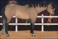 Horse Color:Bay Dun 