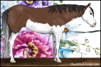 Horse Color:Bay Splash 