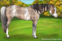 Horse Color:Plaid  White Spotted Bay Roan Splash 