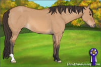 Horse Color:Bay Dun