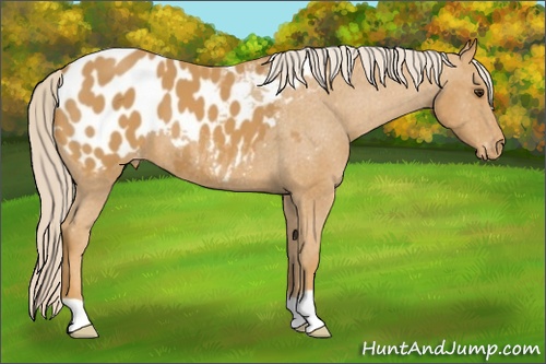 Horse Color: Palomino Blanket 
