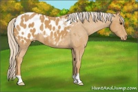 Horse Color:Palomino Blanket 