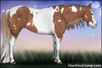 Horse Color:White Spotted Liver Chestnut Splash Tobiano 