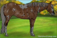 Horse Color:ERROR: UNKNOWN ANOMALY