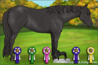 Horse Color:Smoky Black 