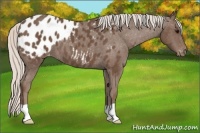 Horse Color:Silver Black Blanket 