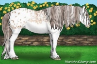 Horse Color:Amber Champagne Splash Appaloosa 