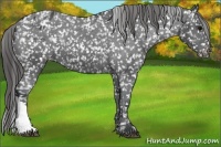 Horse Color:Black Appaloosa 