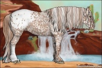 Horse Color:Chestnut Appaloosa 