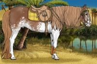 Horse Color:White Spotted Chestnut 