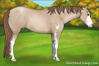 Horse Color:Grullo Pearl Sabino
