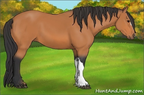 Horse Color: Unknown 