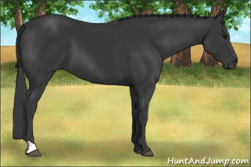 Horse Color: Black 