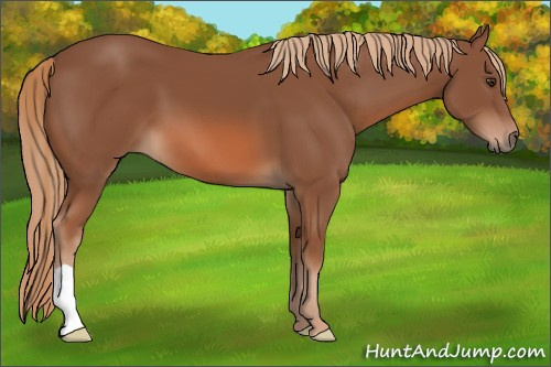 Horse Color: Chestnut 