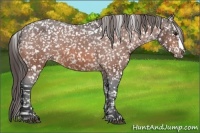 Horse Color:Bay Appaloosa 