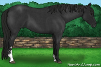Horse Color:Gray Blue Roan Sabino