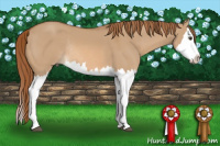 Horse Color:Red Dun Sabino Splash Rabicano 