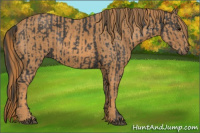 Horse Color:Brown Rabicano  Brindle