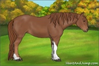 Horse Color:Chestnut Tobiano 