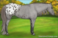 Horse Color:Grullo Appaloosa 