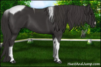 Horse Color:Buckskin Tobiano